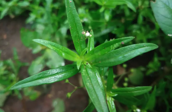 伞房花耳草对光照要求怎么样，夏季需要避开阳光吗 ？