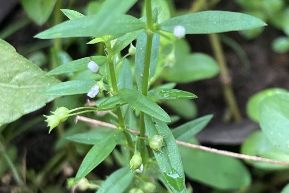 伞房花耳草怎么进行追肥维护 ？