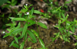 <strong>伞房花耳草对种植的土壤基质有什么要求 ？</strong>