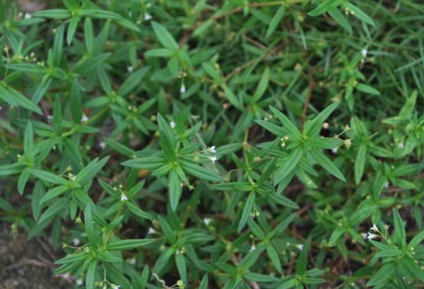 伞房花耳草药用价值怎么样，有什么用途 ？