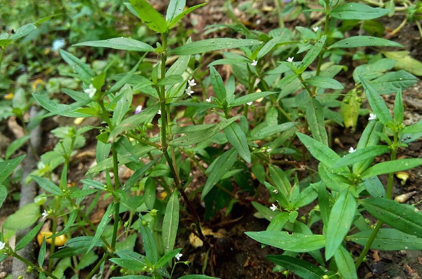 伞房花耳草对温度和湿度有什么要求 ？