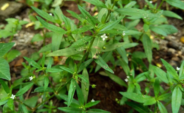 伞房花耳草是什么植物，有什么形态特点 ？