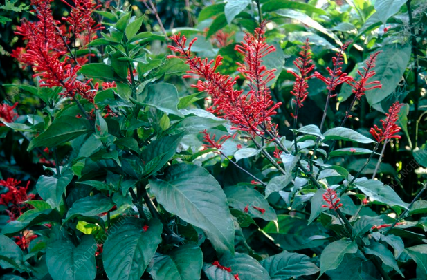 红楼花是什么植物，分布在哪些地区 ？