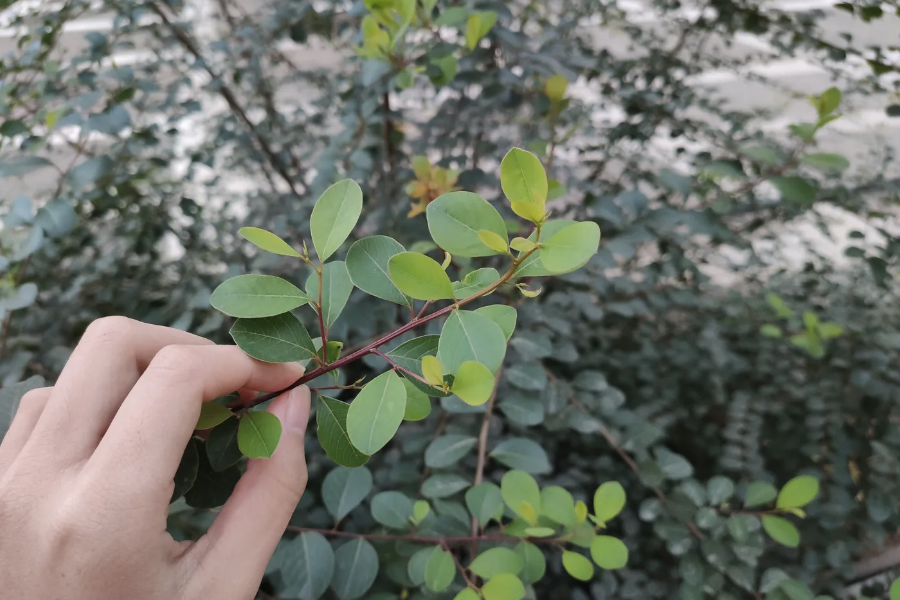 白饭树修剪枝叶的时间在什么时候？