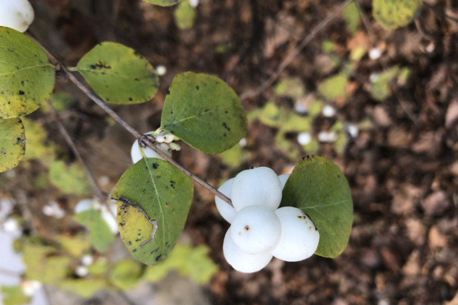 白饭树可以在贫瘠的土壤中种植吗？