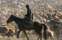哈萨克羊对环境的适应能力怎么样？