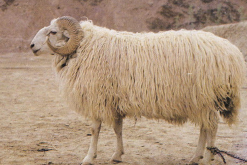 <strong>哈萨克羊每年应该剪毛多少次？</strong>