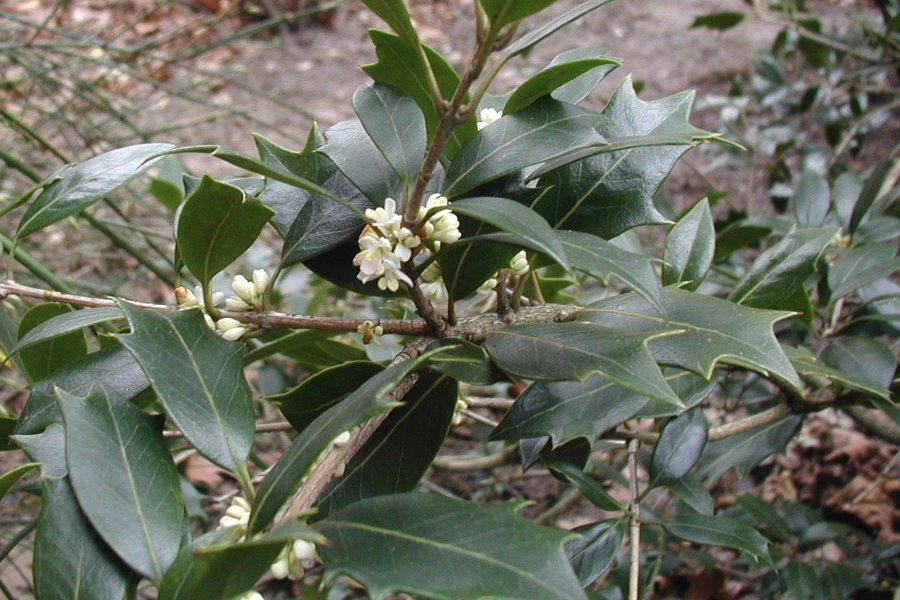 种植柊树需要怎么驱虫？