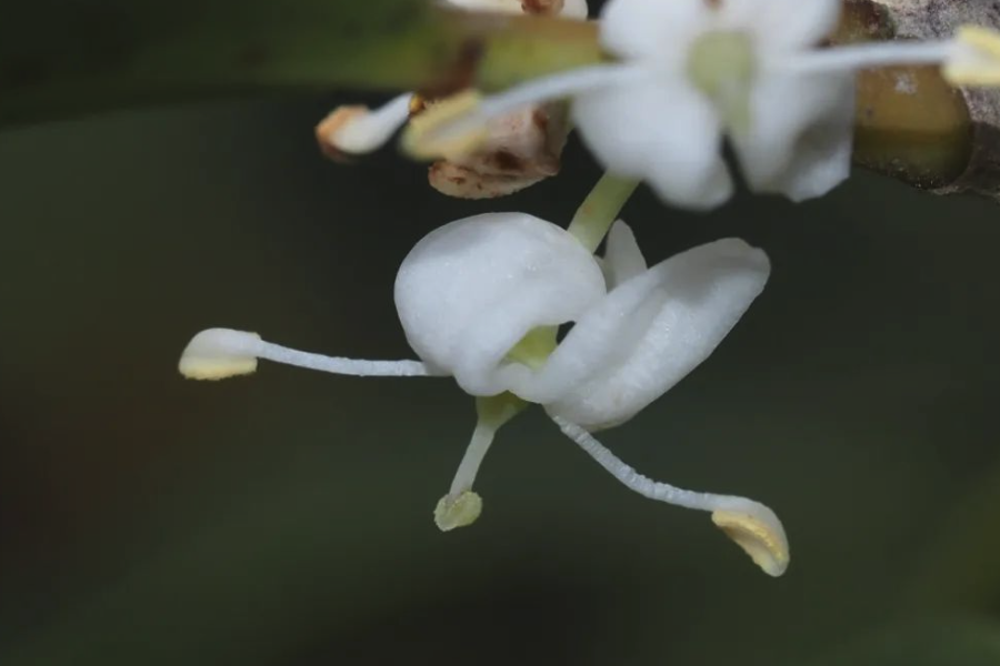 柊树花朵和叶片有什么特点？