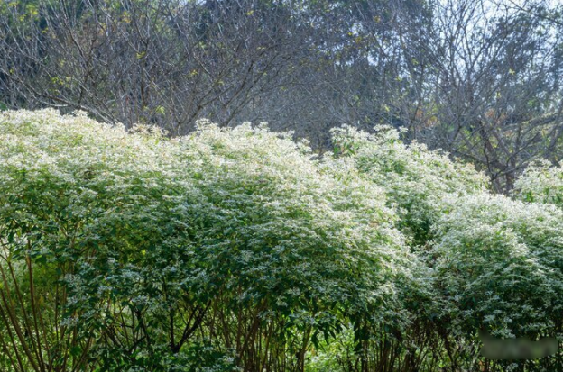 白雪木是什么植物，有什么形态特点 ？