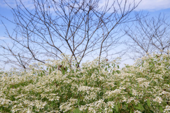 白雪木是什么植物，有什么形态特点 ？