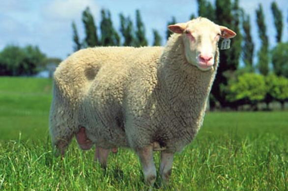 伊斯特菲尔德羊羔羊需要注射哪些疫苗 ?