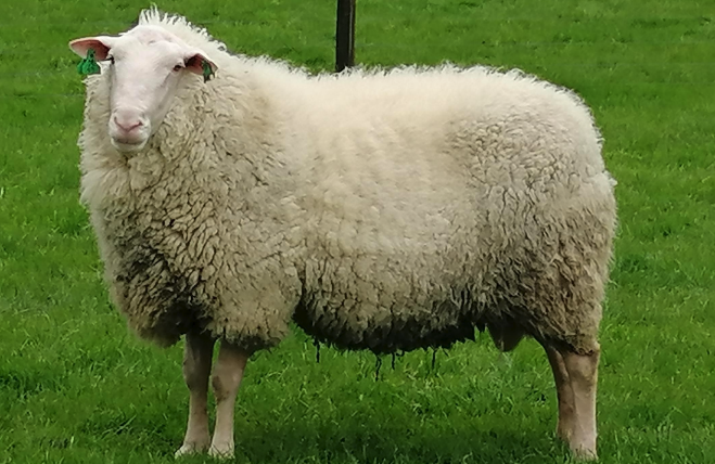 伊斯特菲尔德羊适合放养还是集中养殖 ?