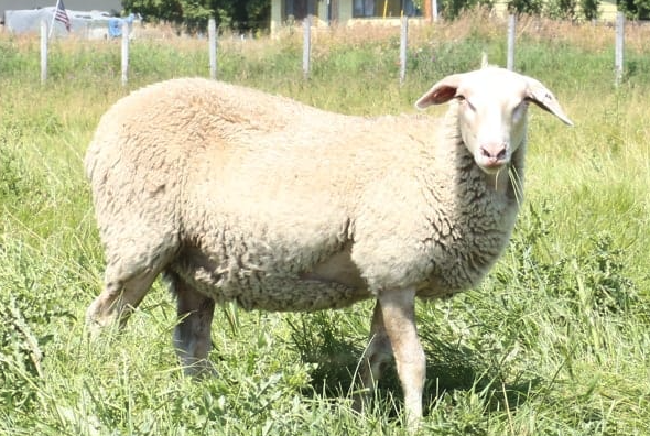 伊斯特菲尔德羊母羊的生产能力怎么样 ?