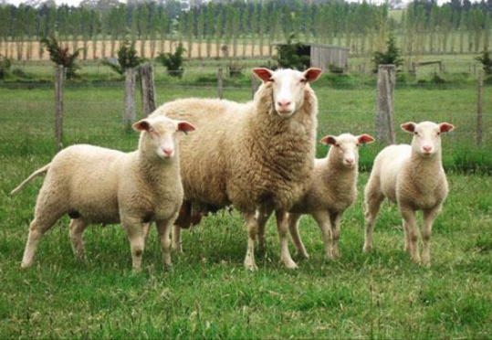 伊斯特菲尔德羊母羊的生产能力怎么样 ?