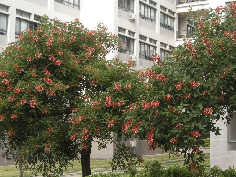 鸡冠刺桐是什么植物，有什么形态特点？