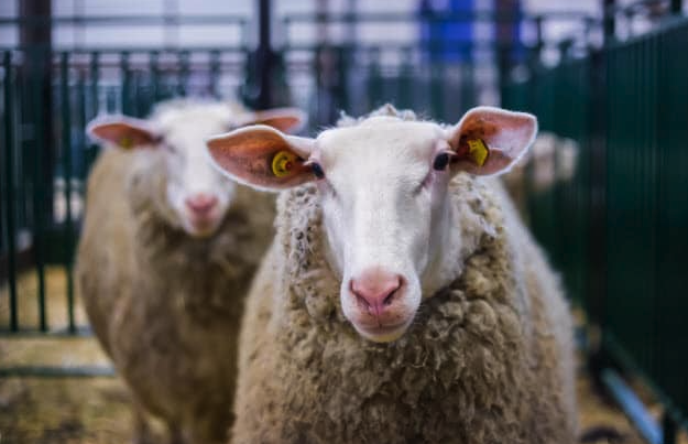 伊斯特菲尔德羊的繁殖能力怎么样 ？