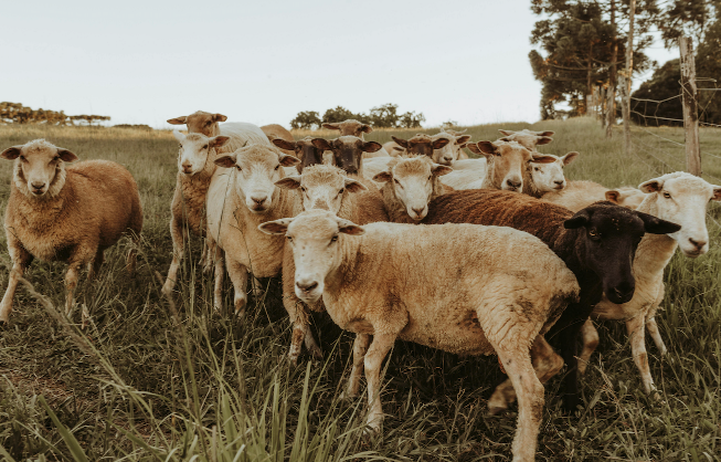 伊斯特菲尔德羊的成熟周期是多久 ？