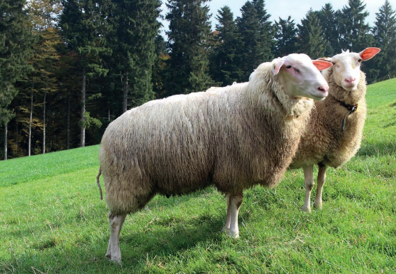 伊斯特菲尔德羊的成熟周期是多久 ？