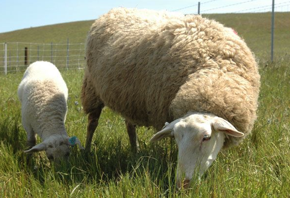 伊斯特菲尔德羊可以在高海拔地区养殖吗 ？