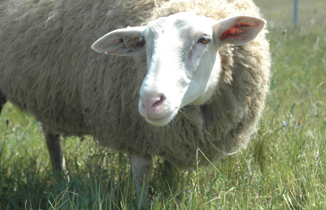伊斯特菲尔德羊分布在哪些地区，对温度有什么要求 ？