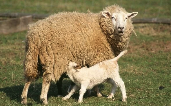 伊斯特菲尔德羊是什么品种，有什么特点 ？