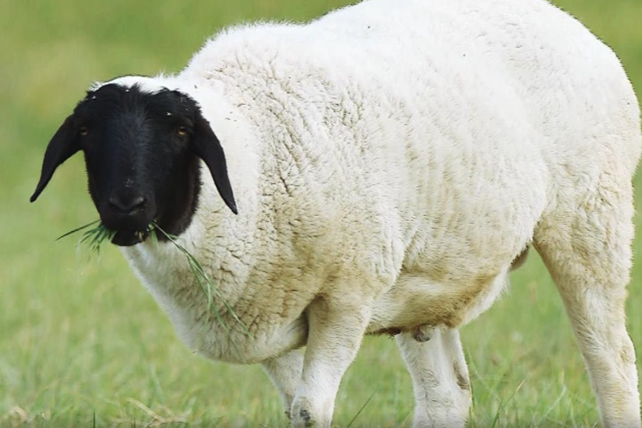 乌珠穆沁羊冬天羔羊怎么保暖？