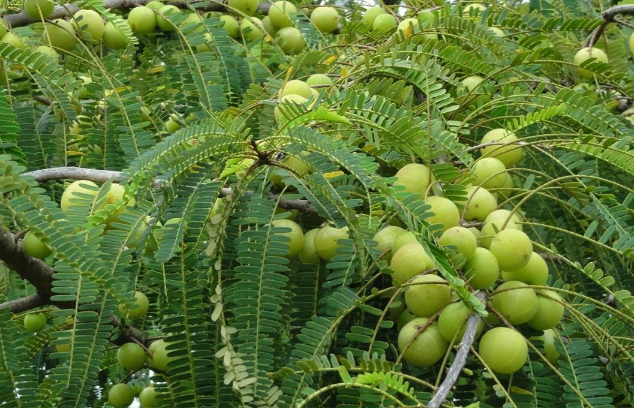 余甘子对种植土壤的基质有什么要求 ？