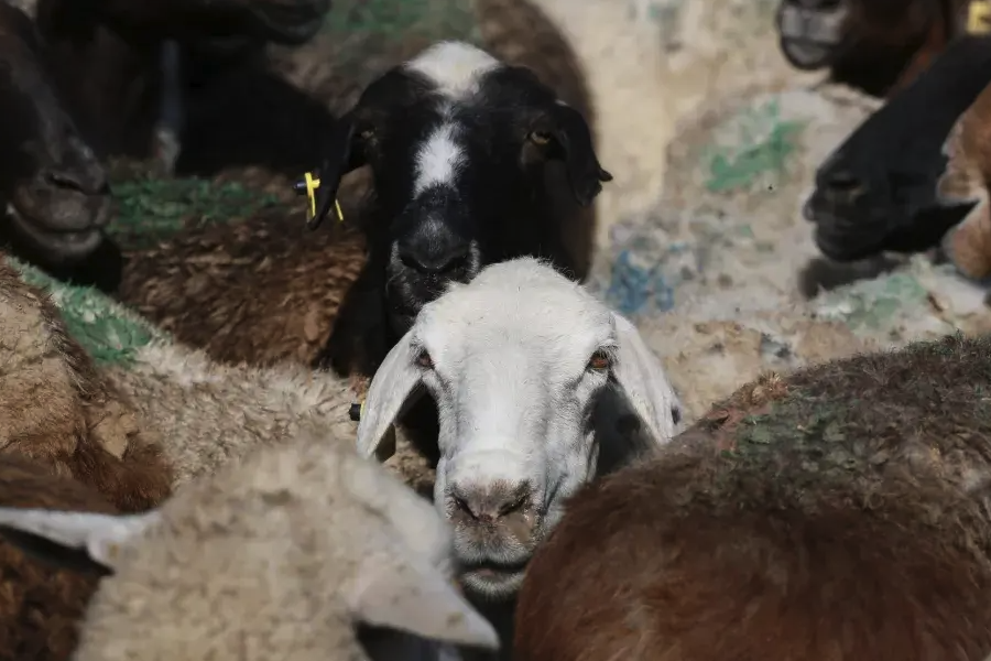 哈萨克羊产羔期一般在什么时候？