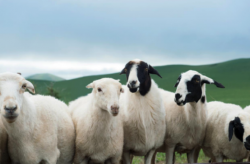 乌珠穆沁羊羔羊的增重速度怎么样  ？