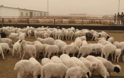 乌珠穆沁羊生产能力怎么样 ？