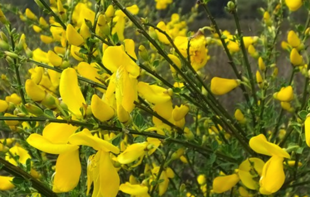 砂质土壤来种植金雀花有什么好处 ？