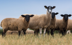 萨福克羊主要在哪些地区养殖 ？