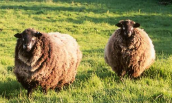 罗马尼奇尔羊的经济价值怎么样 ？