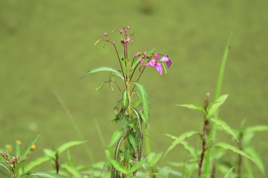 指甲花生育适温是什么范围？