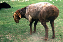 <strong>阿勒泰羊（Altay sheep）可以在高海拔地区养殖吗 </strong>