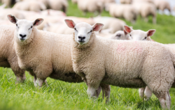 特克塞尔羊产毛量和产肉量怎么样 ？