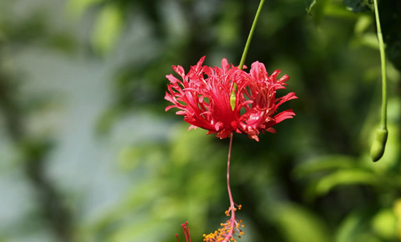 吊灯花怎么防虫害 ？