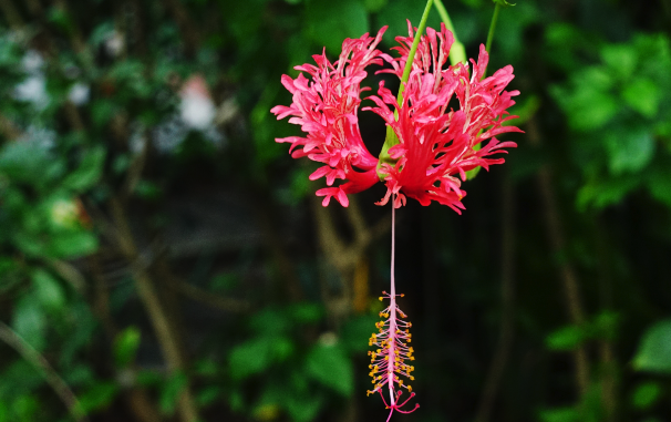 吊灯花嫁接的方法 ？