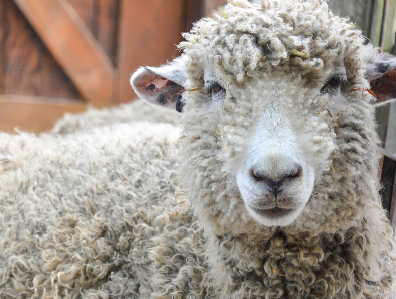 羊从低劣环境引入优良环境是否容易成功？