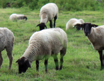 新品种羊引进需要类似的生态条件吗？