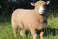 如何提高多萨特羊羔羊生长速度 ？