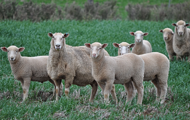 多萨特羊膻味少的原因是什么 ？