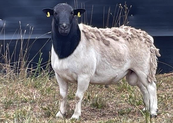 多利普羊可以在高海拔地区养殖吗 ?