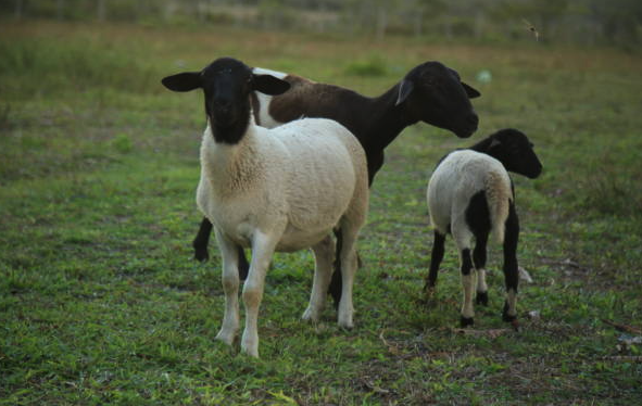 多利普羊肉质有什么营养特点 ?