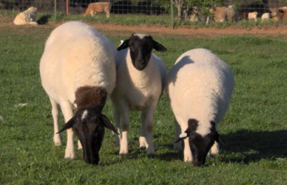 多利普羊肉质有什么营养特点 ?