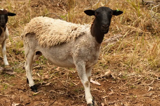 养殖多利普羊主要用途 ?