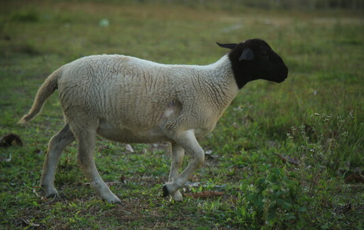 引入品种羊前为什么需要看系谱 ?
