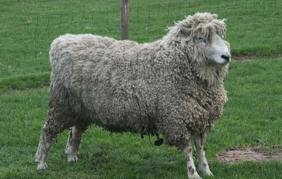 波德代羊口蹄疫感染需要隔离病羊吗 ？