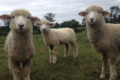 <b>罗姆尼羊羊毛的品质怎么样？</b>